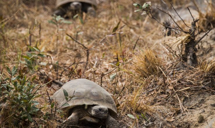 A pair of gopher tortoises explore their new surroundings deep within the Eglin Air Force Base range Oct. 26. The first of approximately 250 tortoises were released into their 100-acre habitat after being rescued from urban development at their previous home in South Florida. Increasing the gopher tortoise population here could prevent the U.S. Fish and Wildlife Service from listing the animal on the Threatened and Endangered Species list, allowing more flexibility for the military missions on Eglin. (U.S. Air Force photo/Samuel King Jr.)