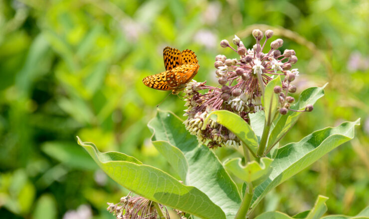 FORT INDIANTOWN GAP, Pa - Visitors of all ages participated in a rare Regal Fritillary butterfly guided tour on Fort Indiantown Gap, July 1, 2016. The Regal Fritillary is just one of the many rare species that can be found here and is the official symbol for the PA Natural Heritage Program. Fort Indiantown Gap also provides a wide variety of habitats for 40 species of mammals, 143 breeding species of birds, 36 species of reptiles and amphibians, 27 species of fish, more than 800 species of plants and many notable species of invertebrates to include 86 species of butterflies and 386 species of moths. Fort Indiantown Gap also provides habitat for more than 100 species of conservation concern in Pennsylvania. The tours, which have been offered for more than 10 years, allow the public to see this rare butterfly and its associated rare grassland habitat on military training ranges, as well as many other natural wonders on the 17,000-acre military post, which serves as the Pennsylvania National Guard’s headquarters. (Department of Military and Veterans Affairs photo by Tom Cherry/Released)