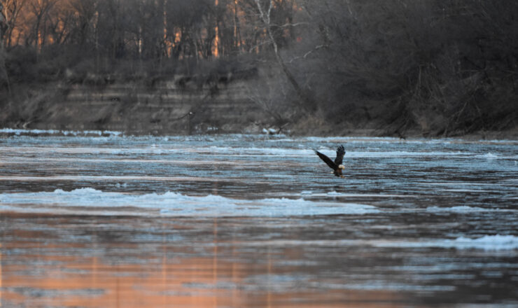 After several years of low tallies, bald eagles made a resurgence in the Fort Riley area during the 2018-2019 season. Compared to numbers observed last season –totaling little more than 50 – bald eagles observed Jan. 30 by wildlife biologist Mike Houck, environmental division, Directorate of Public Works, increased more than six-fold, topping 300.