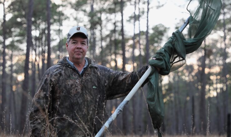 David Lavender, a supervisor and biologist for the Fort Stewart Fish and Wildlife Branch successfully captures an endangered Red-Cockaded Woodpecker at Fort Stewart, Georgia, Dec. 5, 2023. A total of six red-cockaded woodpeckers were collected from Fort Stewart for translocation to Sprewell Bluff Wildlife Management Area to grow the refuge's population of red-cockaded woodpeckers. (U.S. Army photo by Pvt. Santiago Lepper)