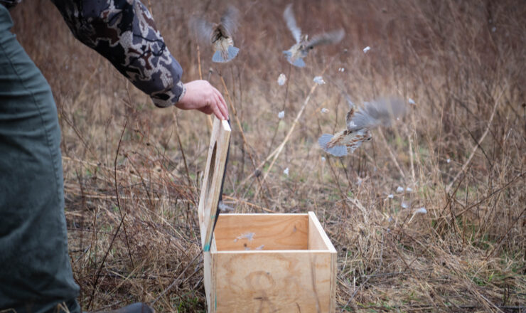 240305-A-JT832-1006 CHAMBERSBURG, Pa. Craig Kindlin, chief, Environmental Management Division, Letterkenny Army Depot, releases a small covey of quail in the Bobwhite Quail Focus Area during a trial run two weeks before the official release of the extirpated bird species. Army environmental personnel, the PGC and other state wildlife agencies procured the quail from Fort Barfoot and Fort Knox, located in Virginia and Kentucky, respectively. (U.S. Army photo by Joshua Shinn)