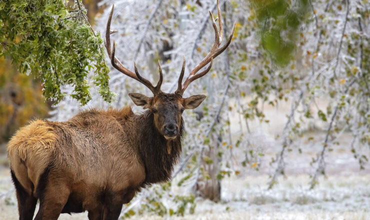 A bull elk stands in a snow-covered landscape at Fort Sill, Okla. Natural Resources Branch Chief Jeremiah Zurenda photographed the animal during winter 2024.