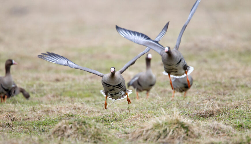 Greater white-fronted goose (Anser albifrons) in flight