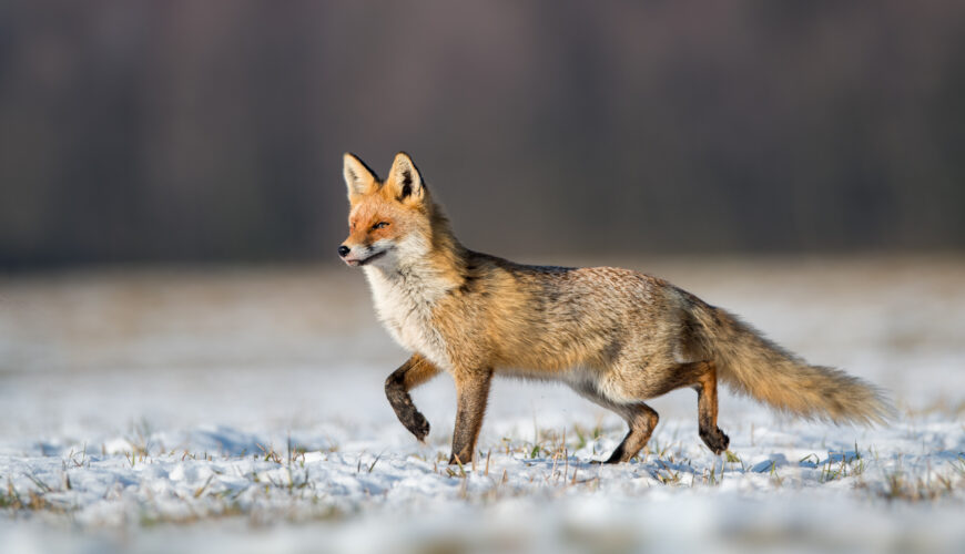 a red fox in a snowy field
