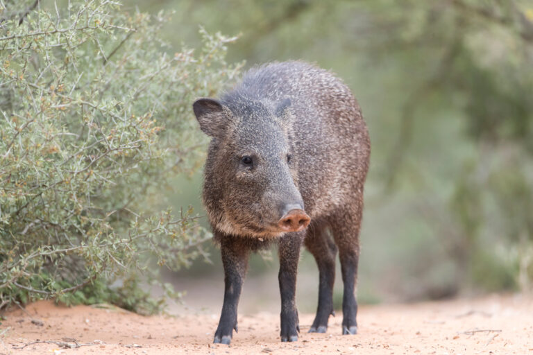Javelina on southern Texas Ranch