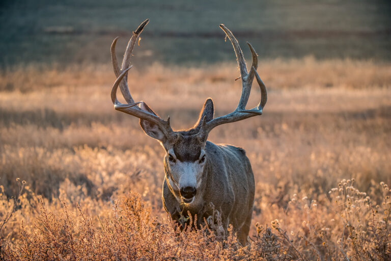 A mule deer facing the camera in a field