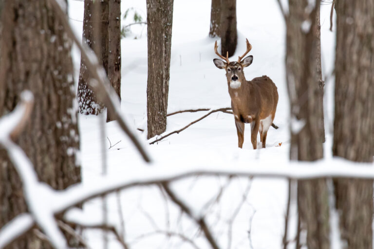 Big 8 point white tail buck deer in Wausau, Wisconsin in mid December