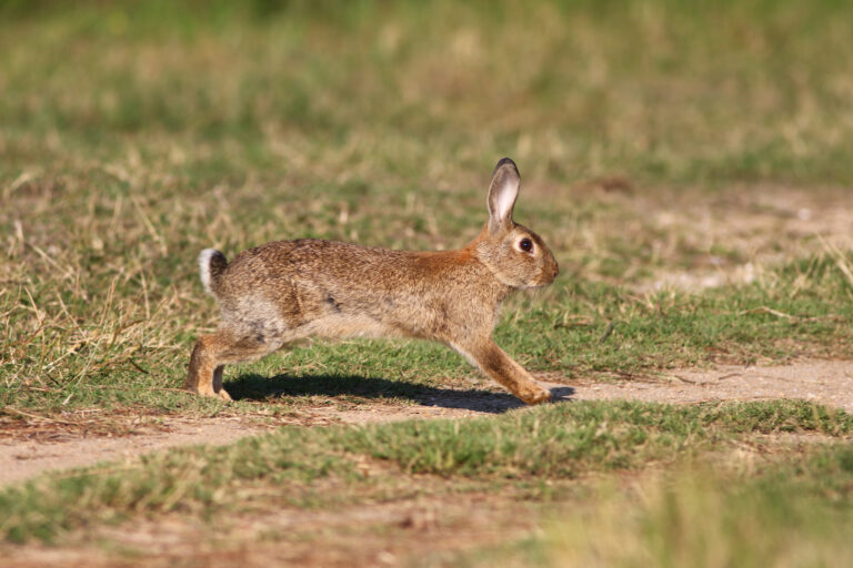 Wild cute rabbit is jumping on meadow