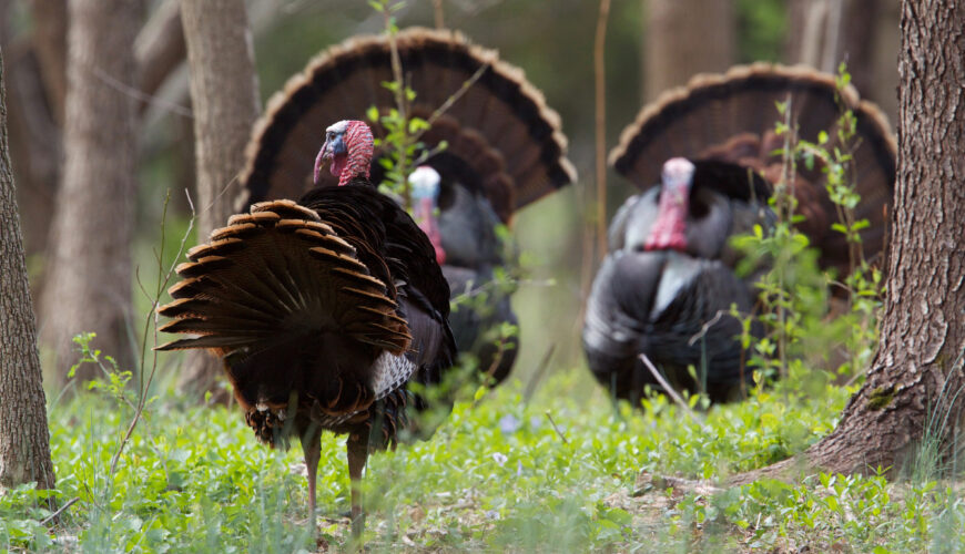wild turkey in a dense wood