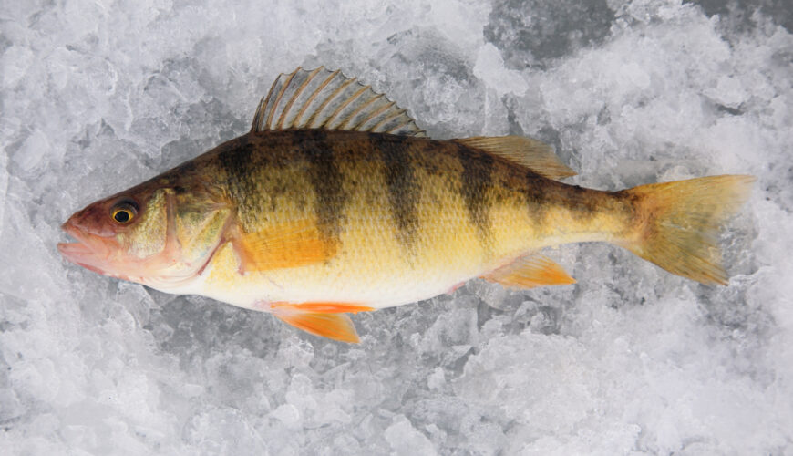 fresh caught yellow perch on lake ice