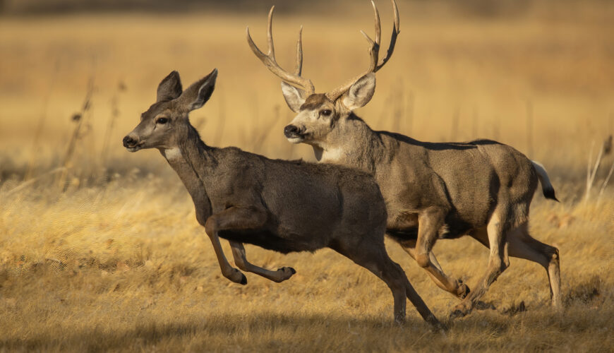 Two mule deer (doe and buck) running through a field