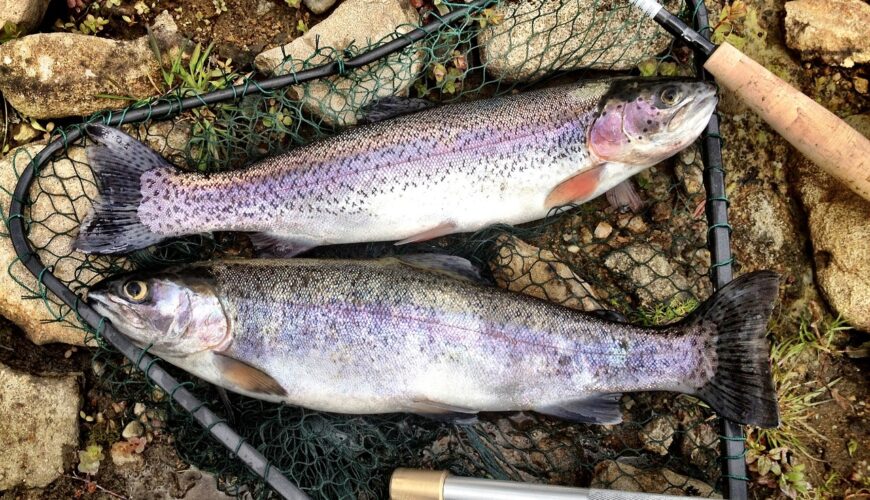 two rainbow trout in a fishing net