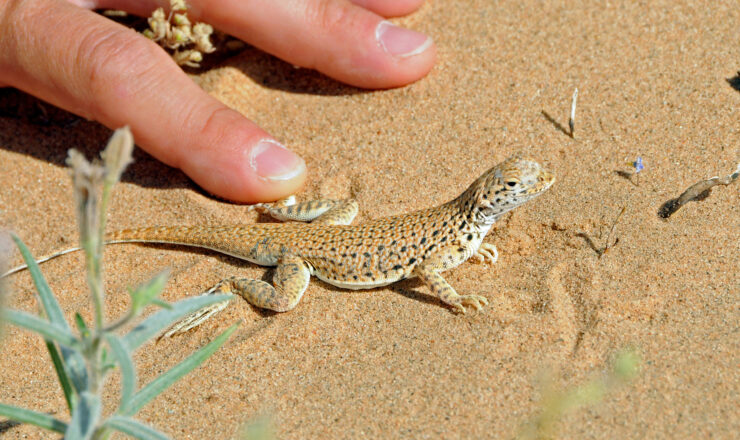 The unique Mohave fringe-tailed lizard thrives in sand dunes, and U.S. Army Yuma Proving Ground's are far away from any populated areas and rarely traversed by people or equipment.