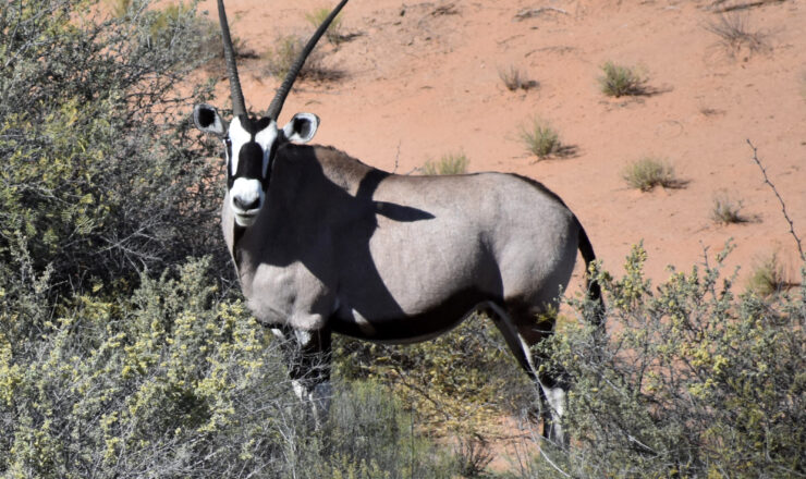An oryx looks up at a UH-60 Black Hawk near McGregor Range, N.M., Nov. 11, 2018. The oryx is a species of African antelope that the New Mexico Department of Game and Fish imported to White Sands Missile Range and the surrounding areas in 1969. They have been reproducing in the area ever since and Soldiers commonly see them on Fort Bliss.