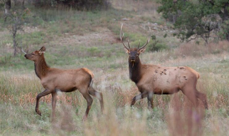 Elk are another species of big game that call Fort Sill home.