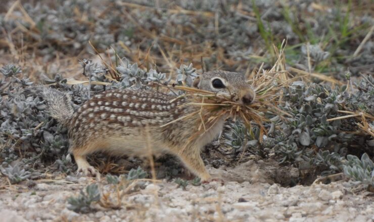 A Rio Grande ground squirrel holds grass in its mouth at Laughlin Air Force Base, Texas. This rodent species is native to the southwestern United States and northern Mexico. (Courtesy photo by U.S. Department of Agriculture wildlife biologist Brandon Nooner)