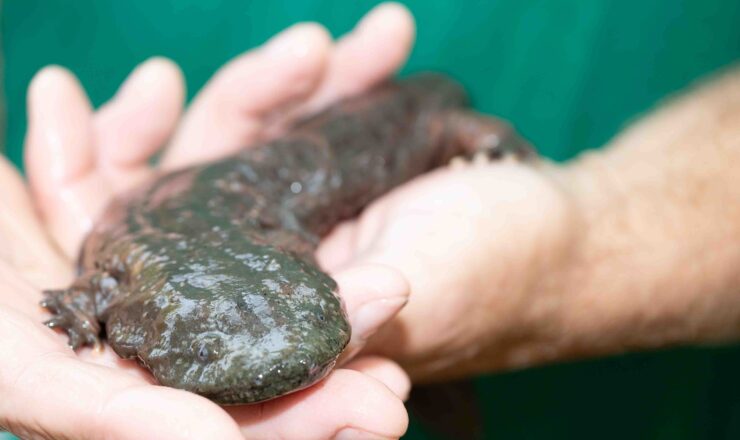 Adult Eastern Hellbenders can grow to two feet in length. The hellbenders released Sept. 3 on Fort Leonard Wood were raised at the St. Louis Zoo to better increase their chances of survival in nature.