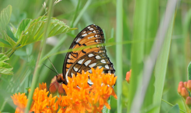 A Regal Fritillary sips nectar from an orange milkweed, also known as a butterfly milkweed, (asclepias tuberosa). The Regal's habitat has been diminished over the last 30 years, but Fort Indiantown Gap's ranges provide a natural grassland habitat allowing the butterflies to flourish.