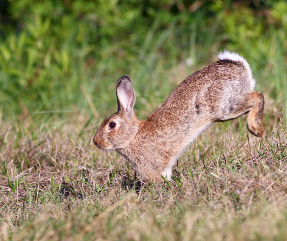 Wild cute rabbit is jumping on meadow