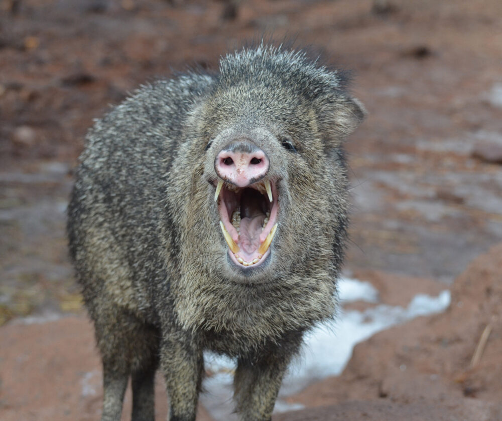 Wild lavelina hog with its mouth open