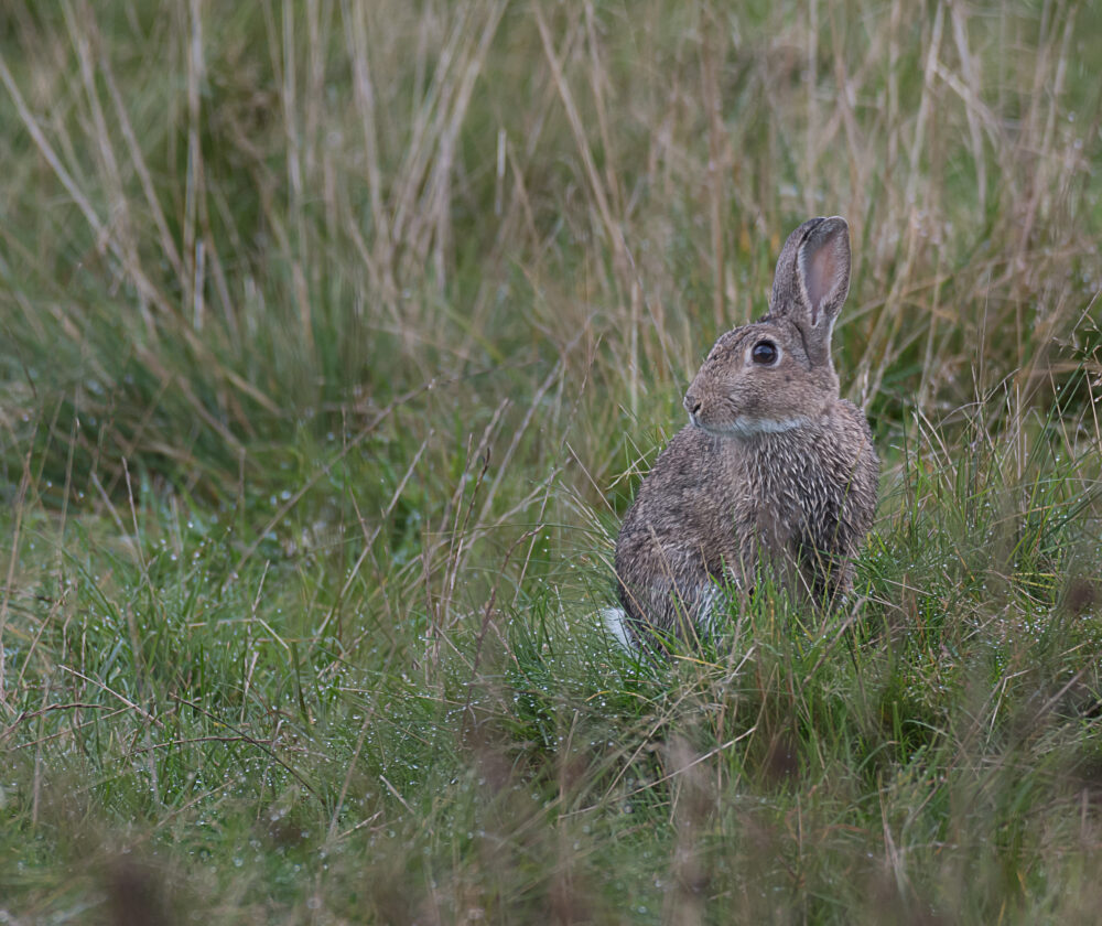 A wild rabbit hides in the grass looking alert and keeping a watch out for predators