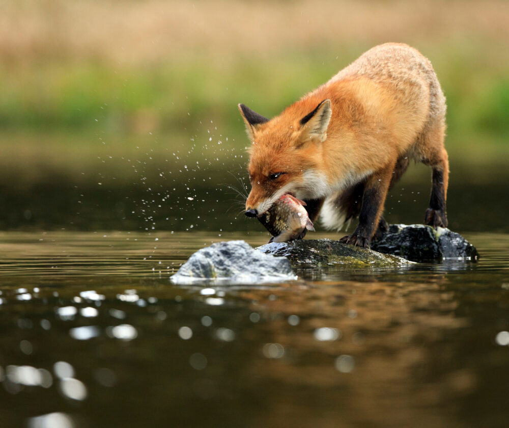 Red fox at the small pond with reflection