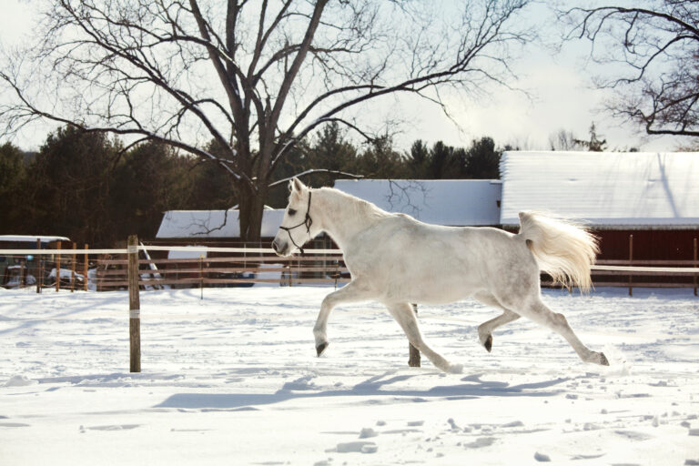 Side view of white horse running on snow field