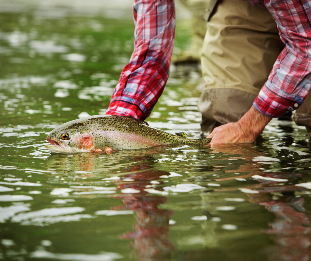 Midsection of man holding Brown trout while bending at lake
