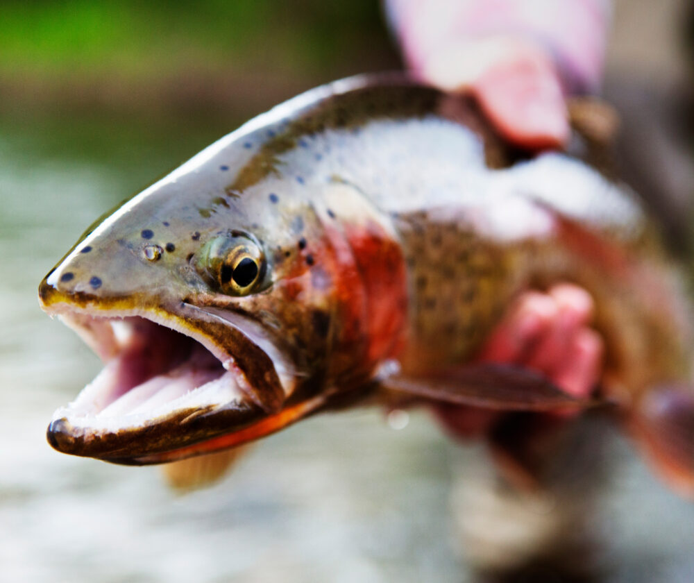 Close-up of man holding Brown trout in lake
