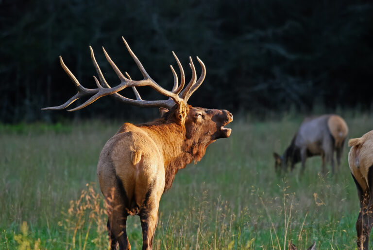 As the rut begins this bull elk tries to keep his harem together. Image is in Great Smoky Mountain National Park. Nice light and very dark background.