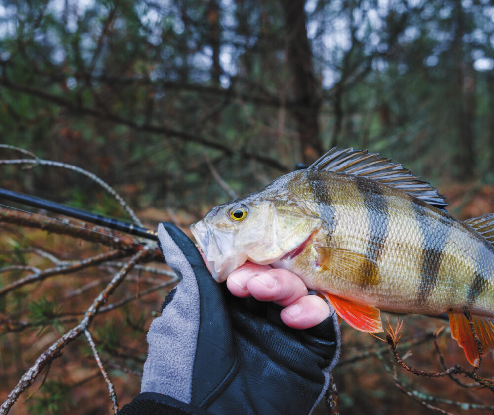 Beautiful yellow perch in the hand of angler.