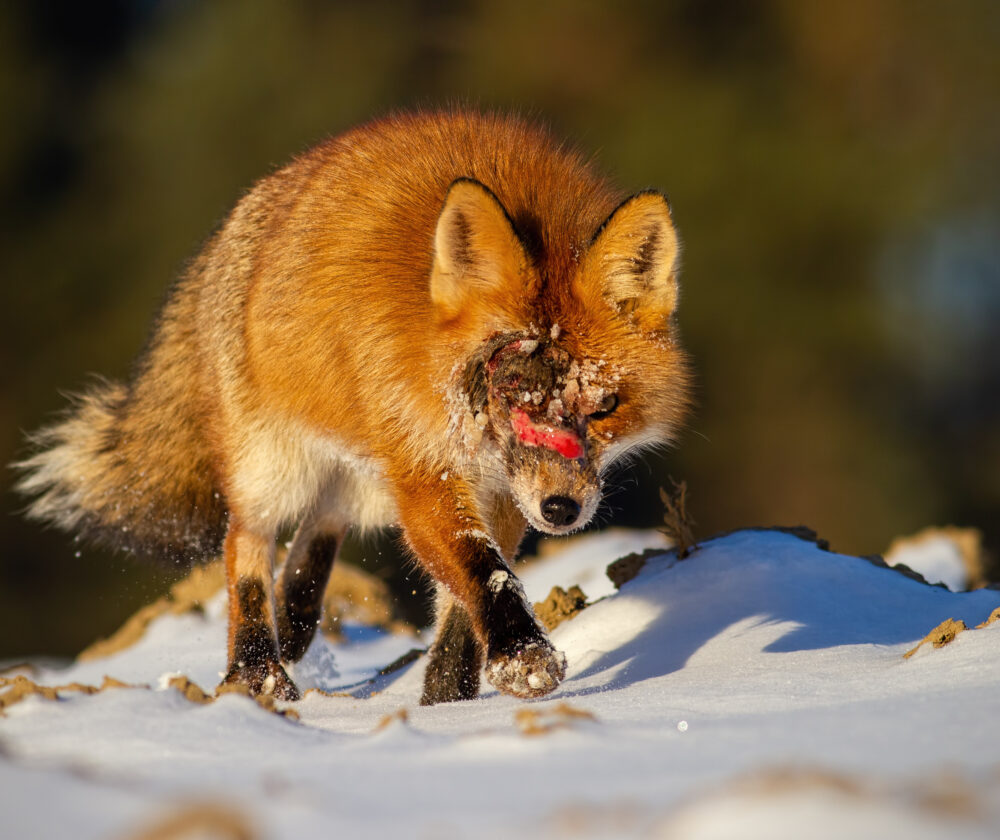 Injured wild red fox, vulpes vulpes, with wound on head approaching. Ill animal in nature.