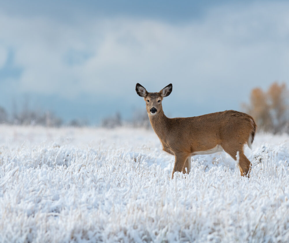 White-tailed Deer in a Snowy Meadow