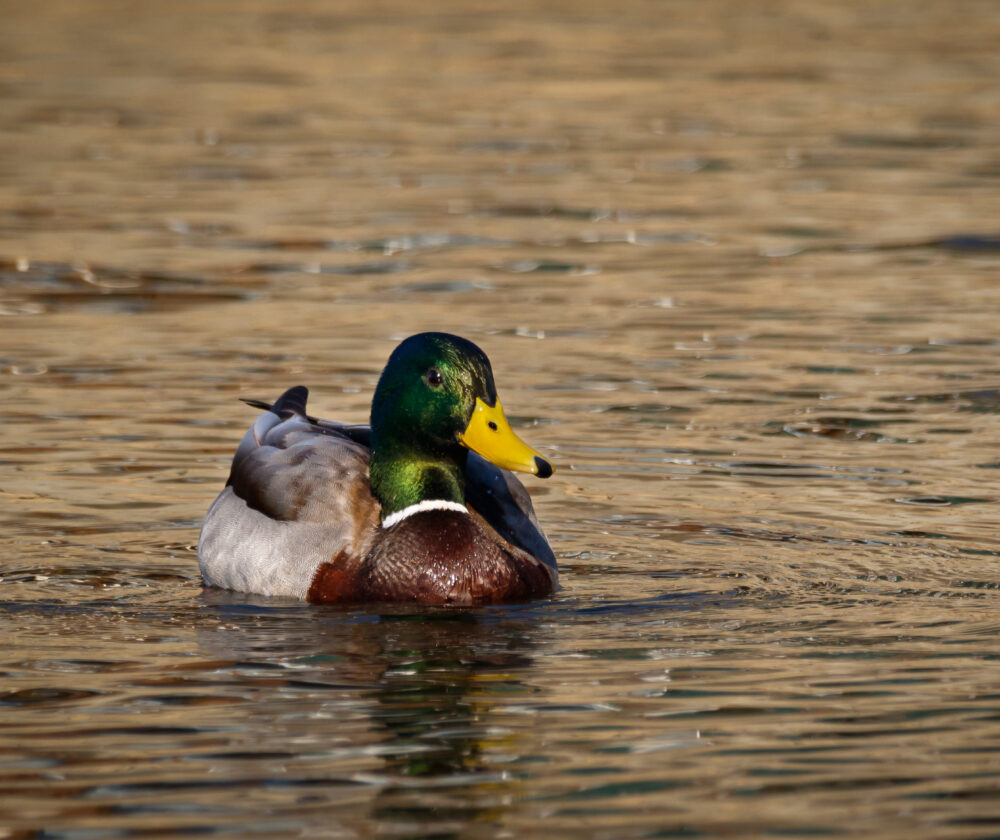 Male mallard duck floating in pond. Real duck photo during golden hour