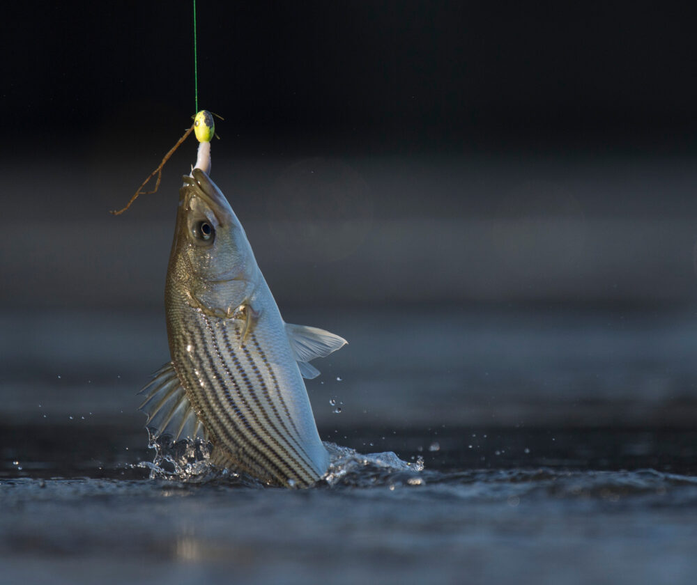 A fish being pulled from the water caught on a hook with fishing line and a splash.