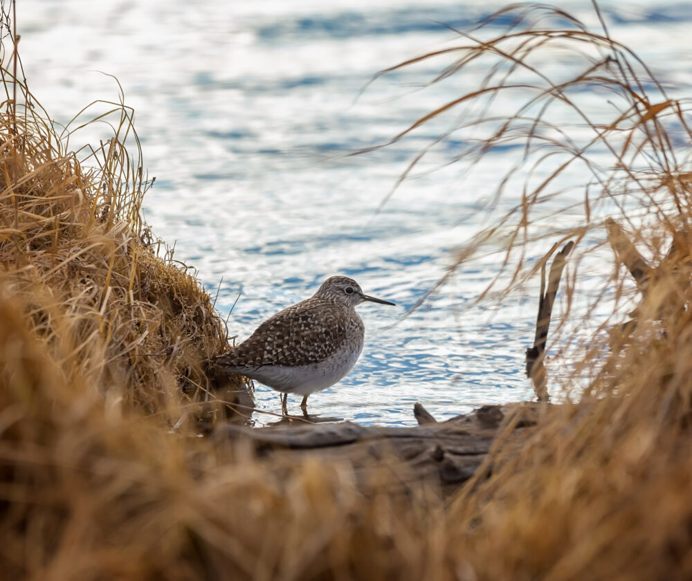 An ordinary sandpiper hiding near a bump in a swamp