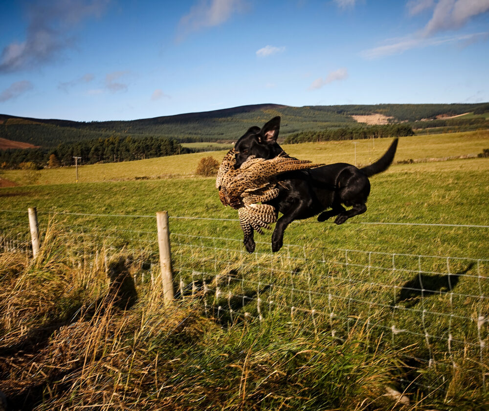 A hunting dog jumping over a fence and fetching the prey a hunter just shot.