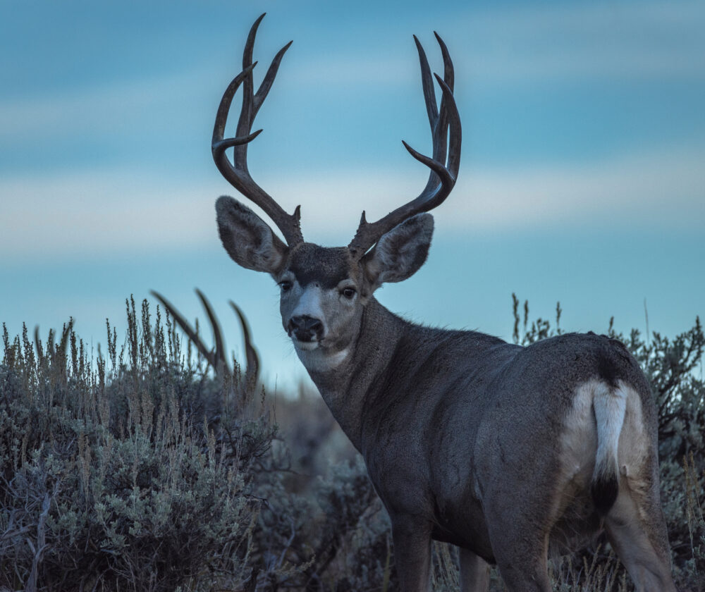 a mule deer buck on a small hill