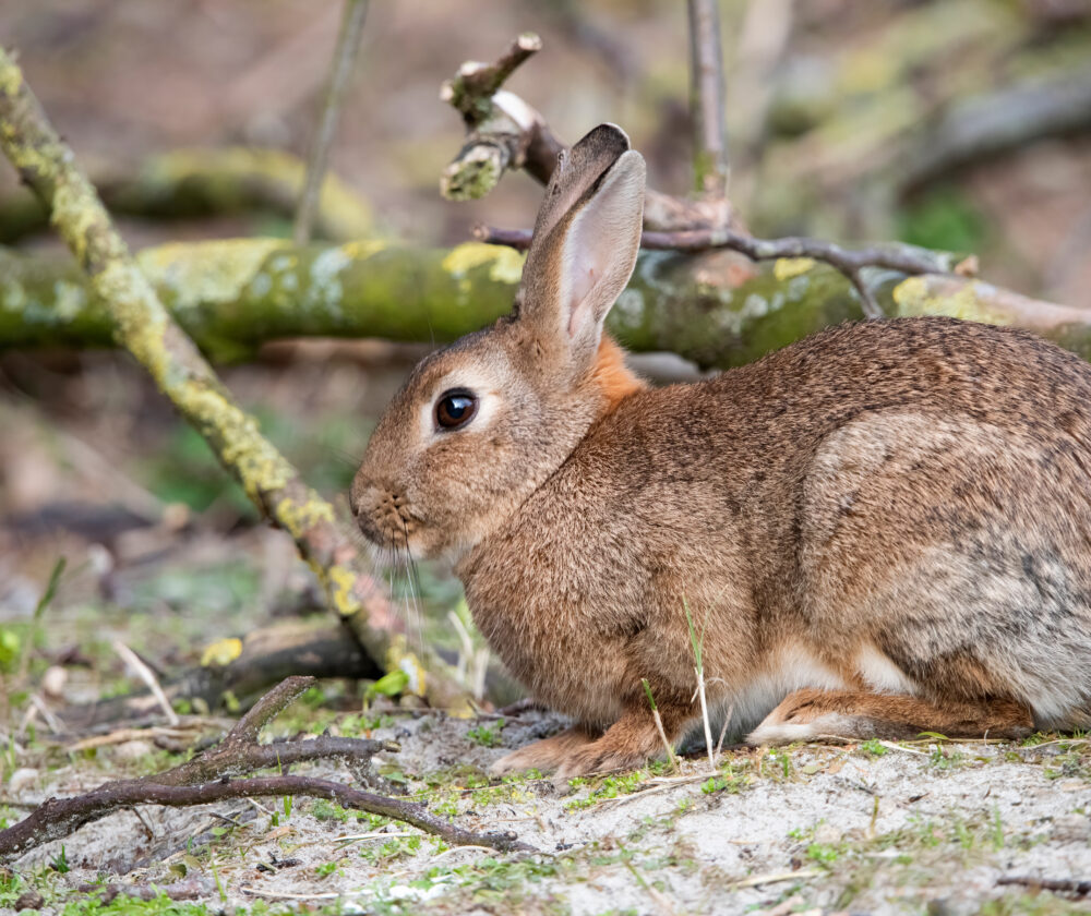 Wild Rabbit eating new tree shoots at Rottumerplaat the Netherlands