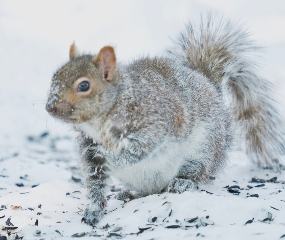 Cute brown squirrel food hunting in winter scene