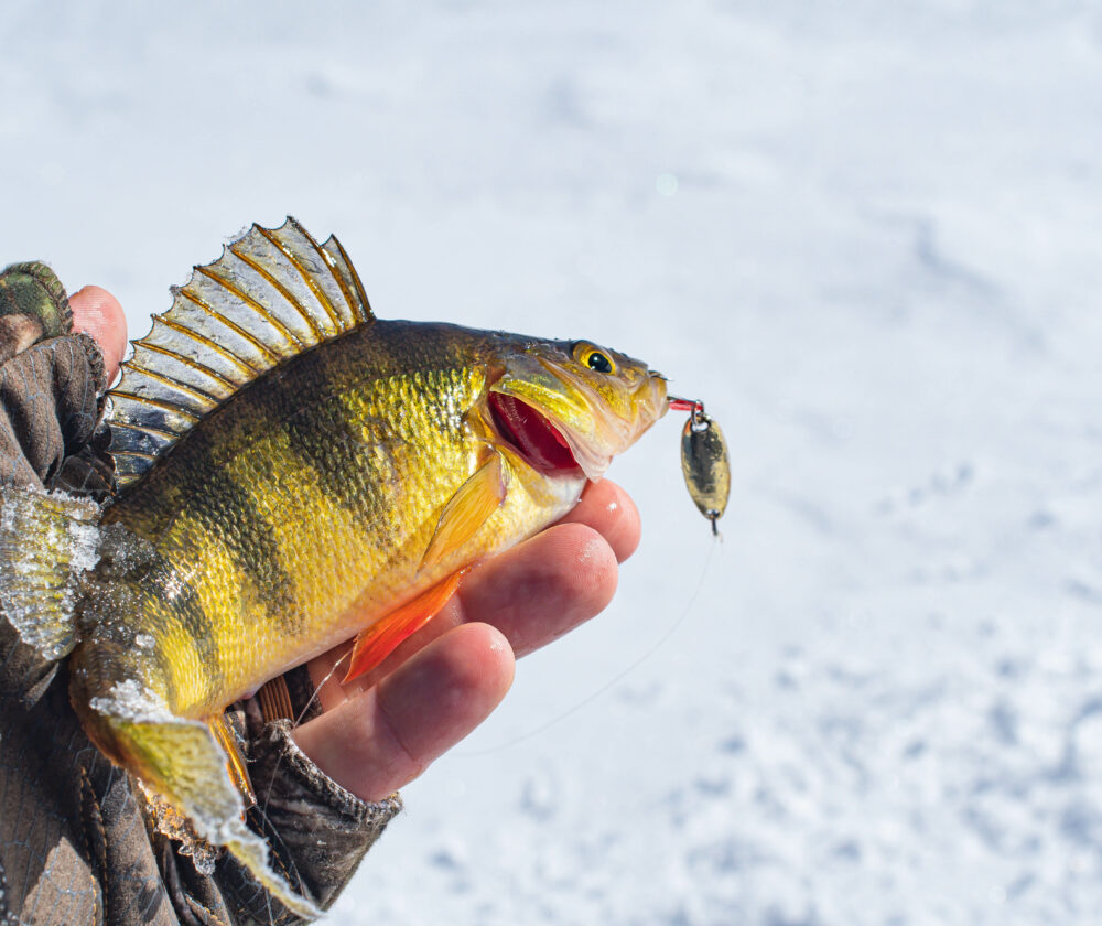 Ice fishing catch yellow perch.