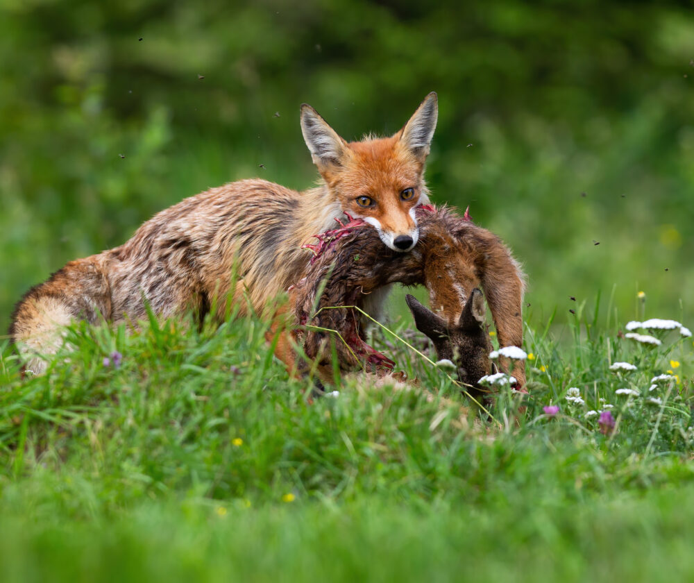 Red fox, vulpes vulpes, hunting in summer. Hungry wild animal catching dead animal. Orange canine eating young deer. Natural selection in wilderness. Hunting forest predator on green wildflower field.