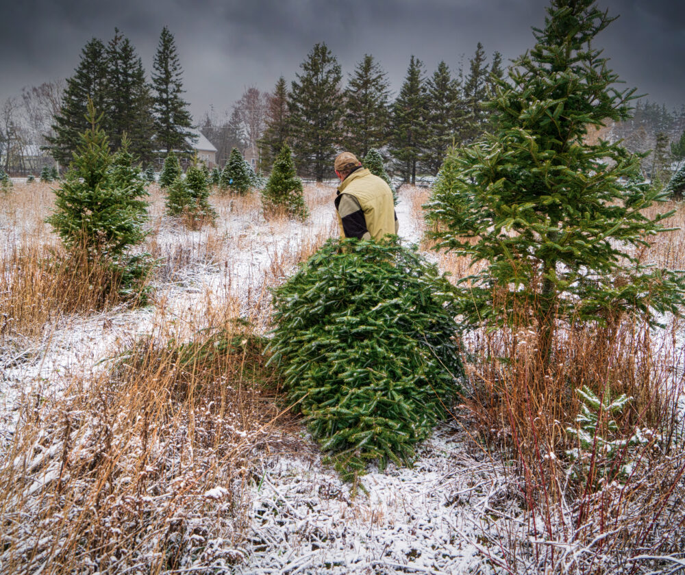 Older senior man hauling a freshly cut balsam fir through a Christmas tree farm.