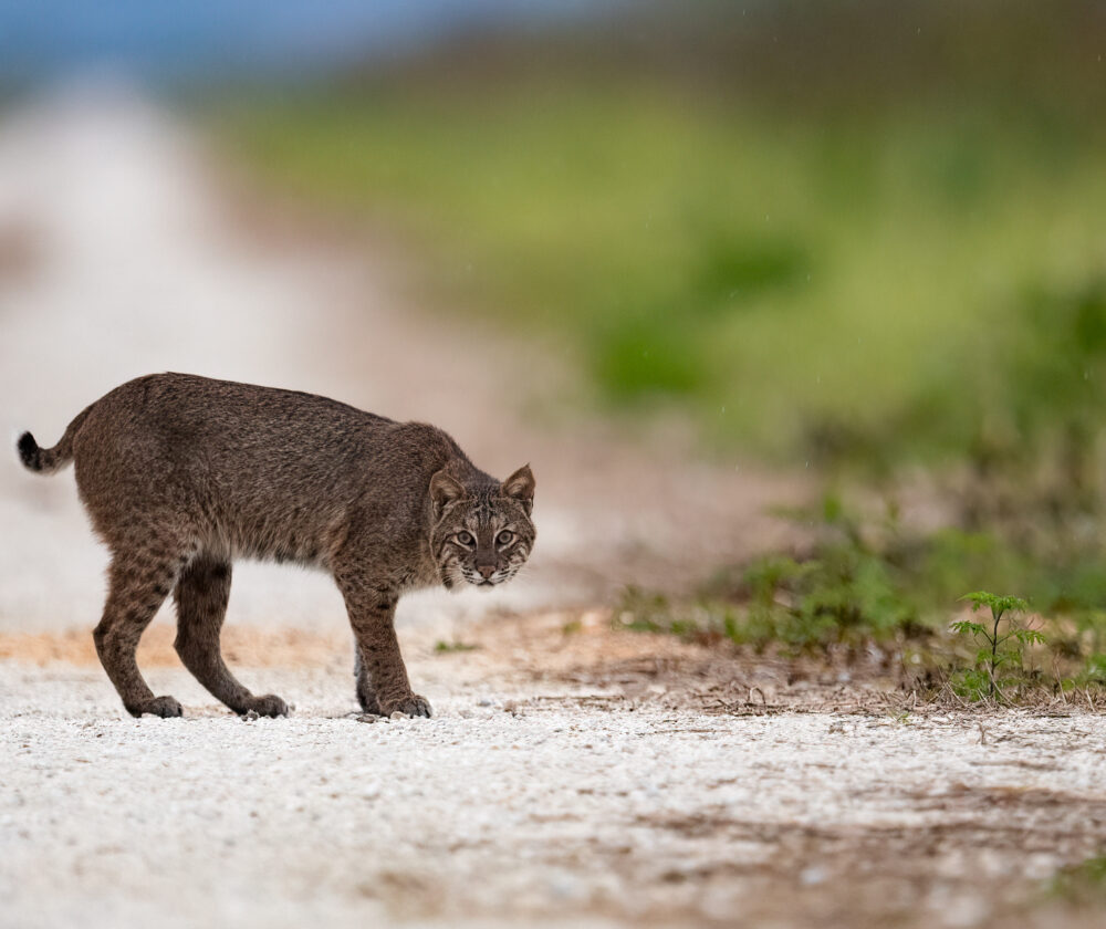 A bobcat in Florida