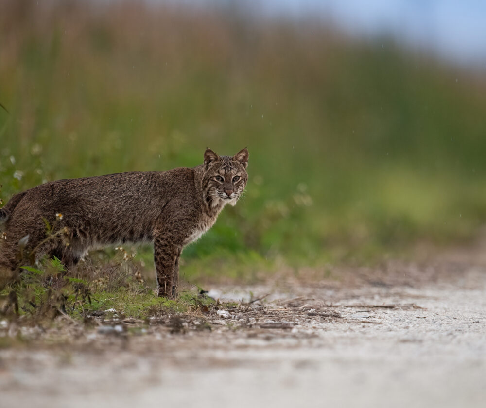A bobcat in Florida