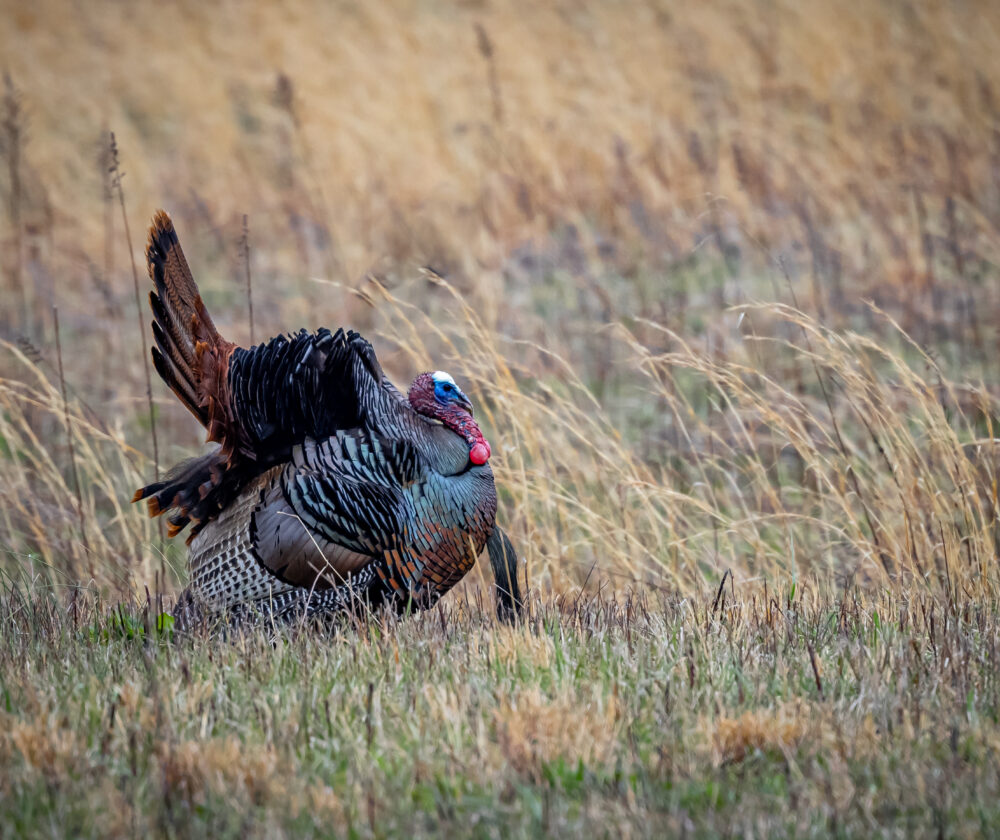 Beautiful male trukey with full display of tail feathers walks through the tall grass