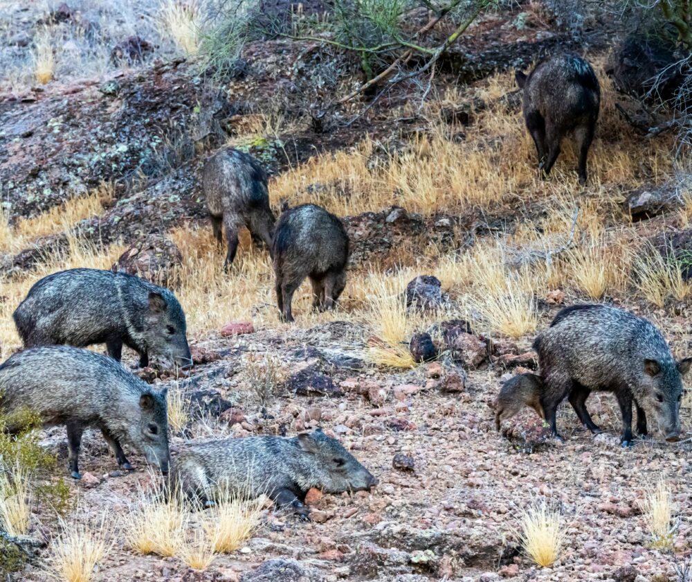 Group of wild javelinas on Coon Bluff, off of the Salt River, northeast of Phoenix, Arizona