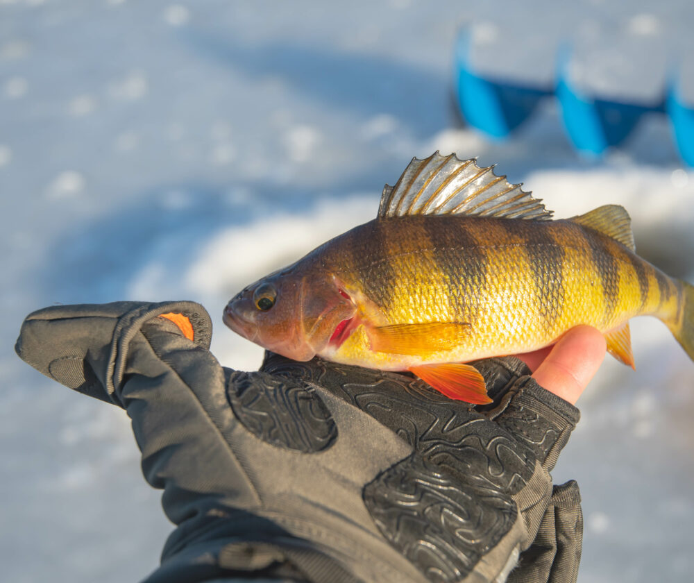 Yellow perch fish held in hand, ice fishing winter activity