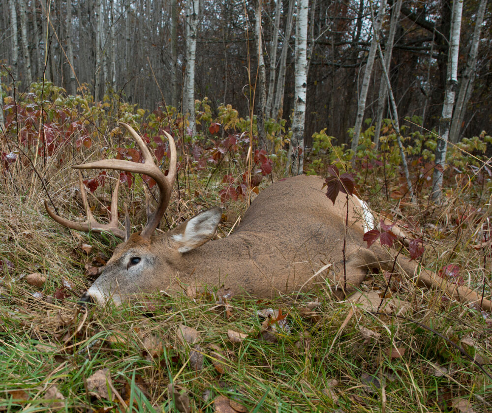 A whitetail deer buck post mortem