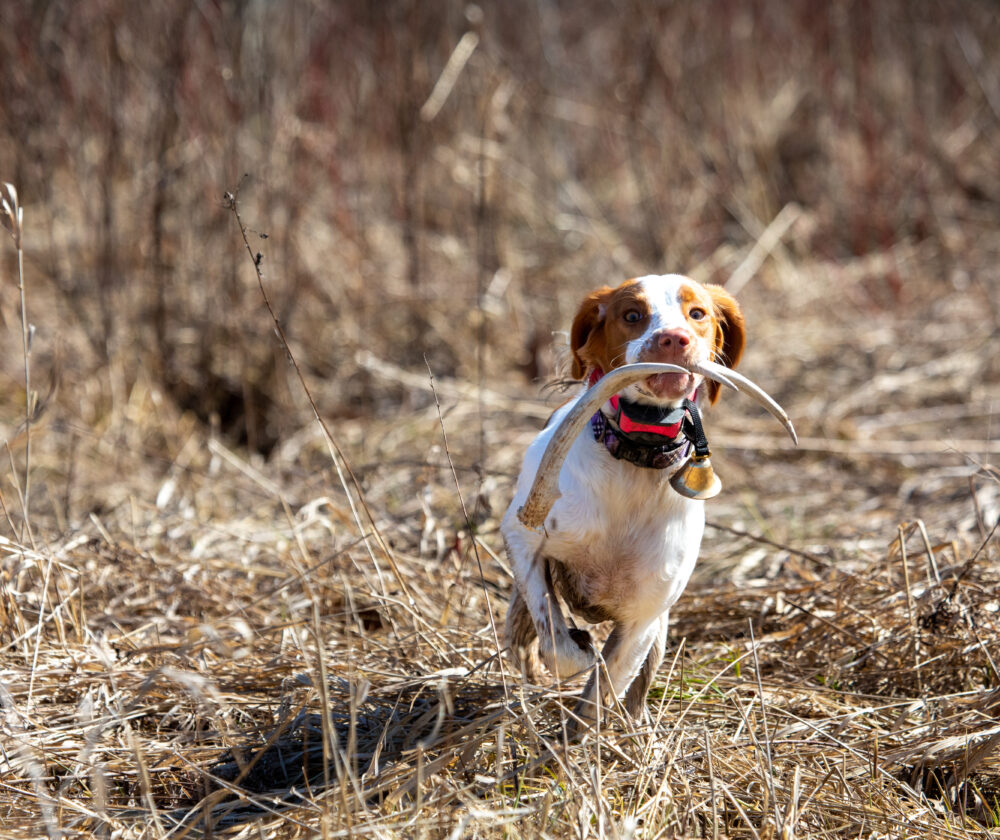 Dog retrieving an shed antler in field